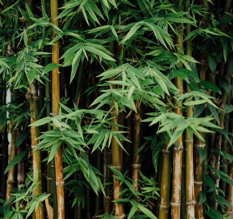 bamboos in the wild