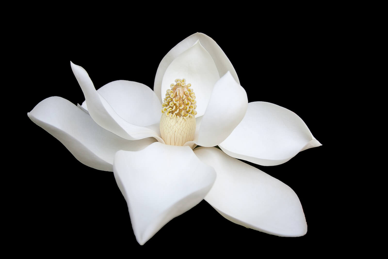 hydrolat - vit blomma örtvatten 