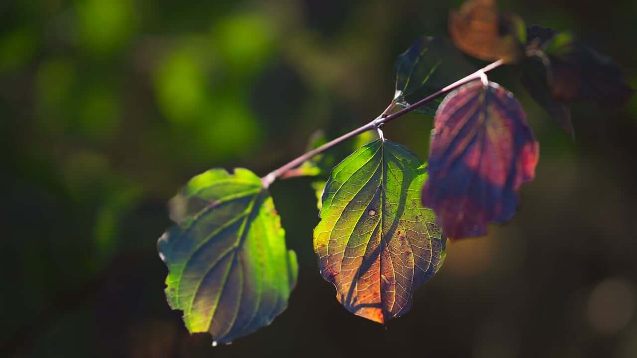autumn, leaves, fall